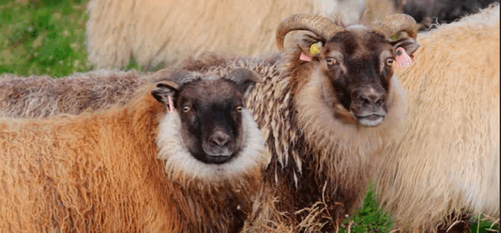 Hrútaskráin 2025 – 2026